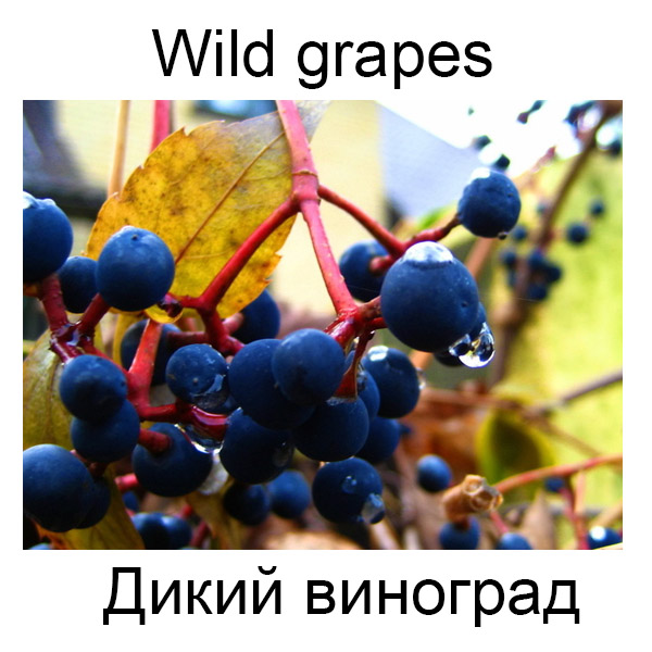 Ягоды и грибы на английском